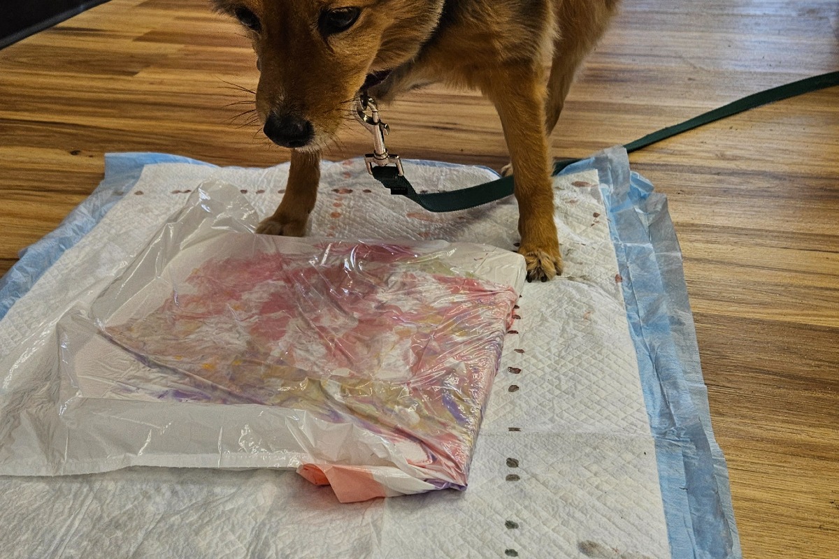 Pawcasso Dog Painting Experience at Hangout for Art